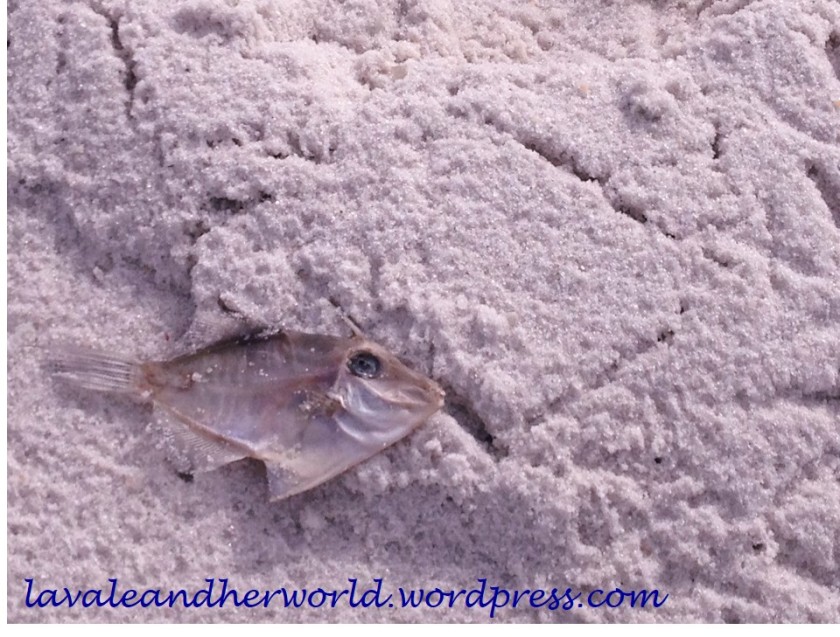 Fish skeleton, bay of Fires (Photo credit: lavaleandherworld.wordpress.com)